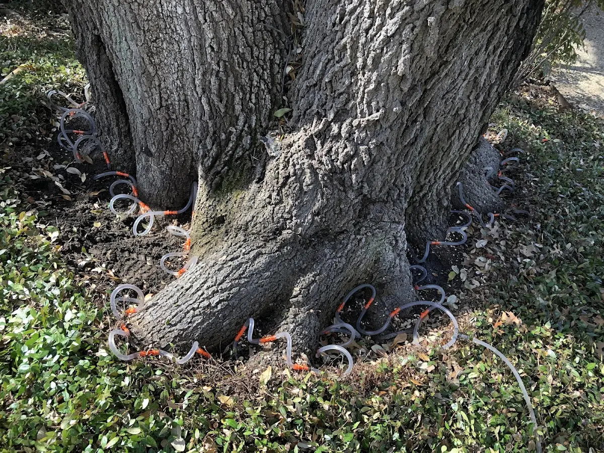 Detailed Tree Cabling and Bracing job site in Silver Point