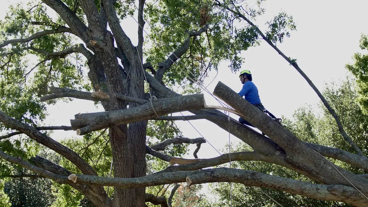 Professional Crown Thinning performed by certified arborists in Silver Point